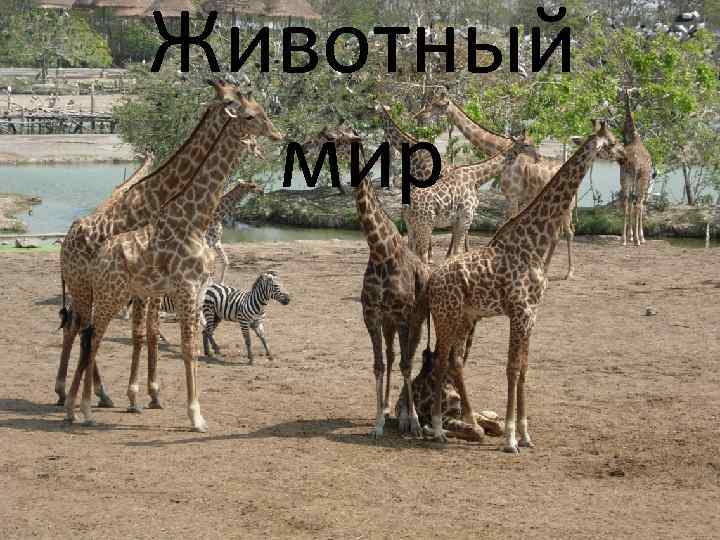 Животный мир 