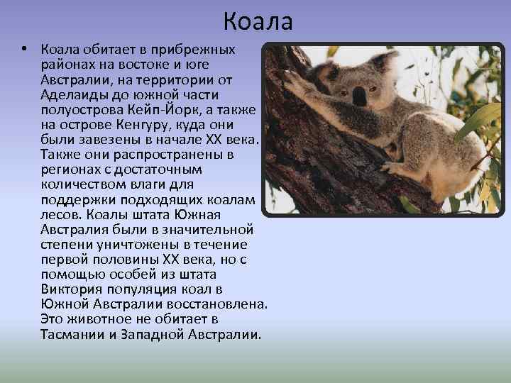 Коала • Коала обитает в прибрежных районах на востоке и юге Австралии, на территории