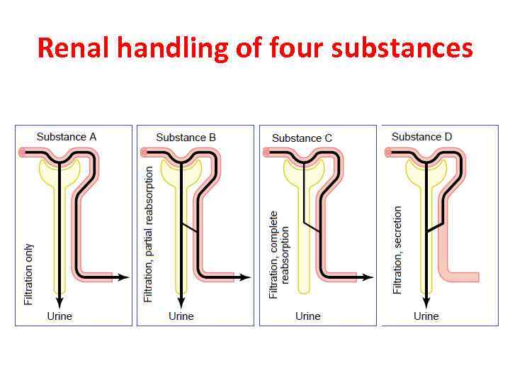 Renal handling of four substances 