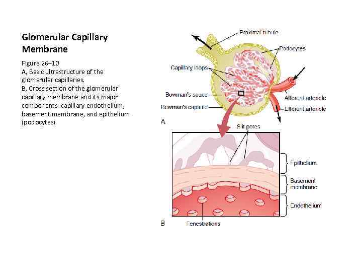 Glomerular Capillary Membrane Figure 26– 10 A, Basic ultrastructure of the glomerular capillaries. B,