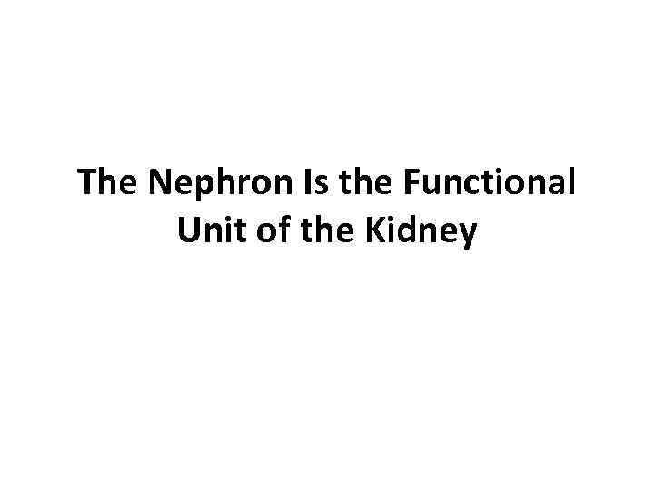 The Nephron Is the Functional Unit of the Kidney 