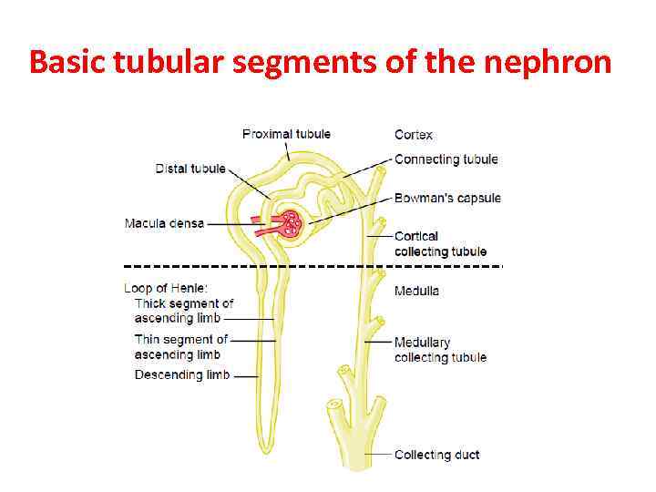 Basic tubular segments of the nephron 