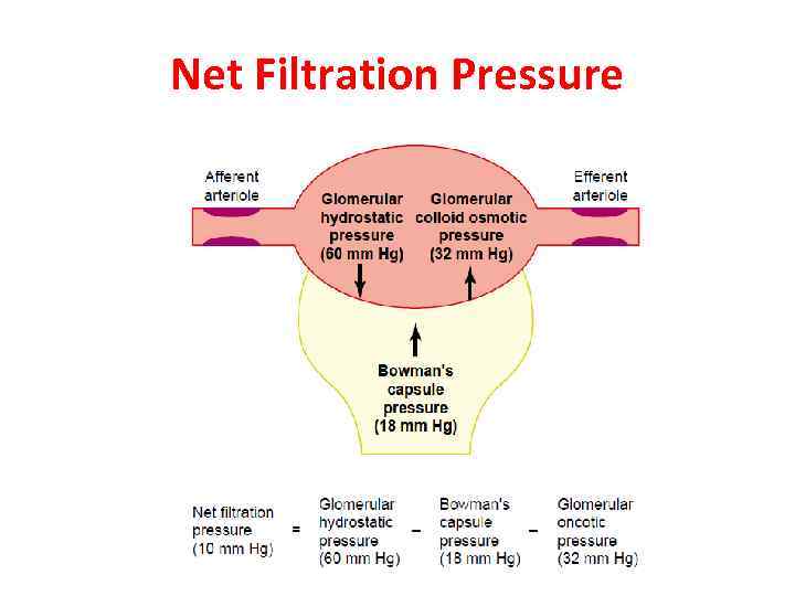 Net Filtration Pressure 