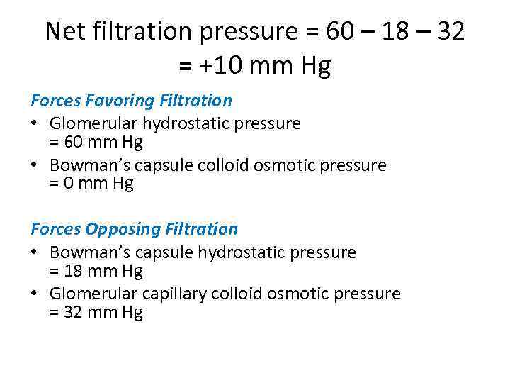 Net filtration pressure = 60 – 18 – 32 = +10 mm Hg Forces