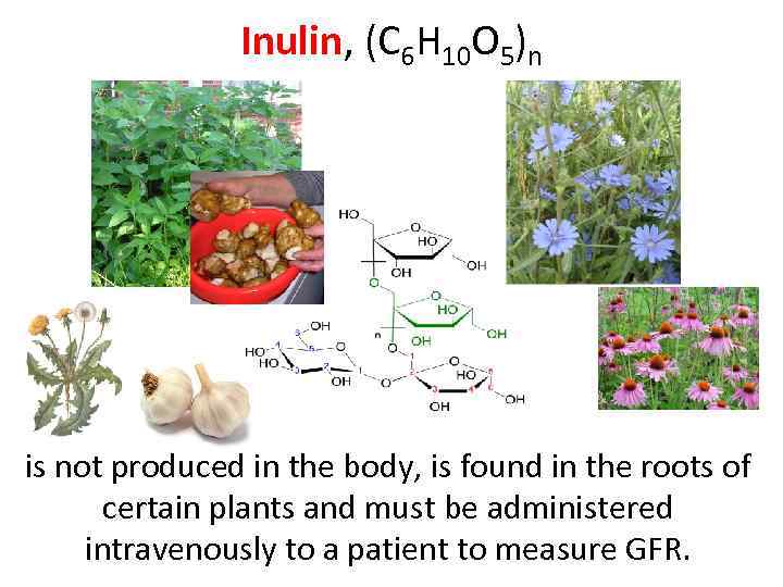 Inulin, (C 6 H 10 O 5)n is not produced in the body, is