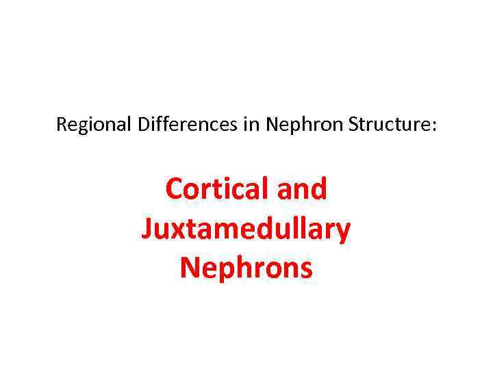 Regional Differences in Nephron Structure: Cortical and Juxtamedullary Nephrons 