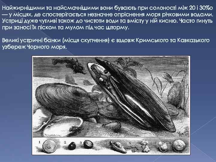Найжирнішими та найсмачнішими вони бувають при солоності між 20 і 30%о — у місцях,