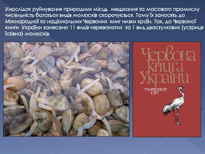 Унаслідок руйнування природних місць мешкання та масового промислу чисельність багатьох видів молюсків скорочується. Тому