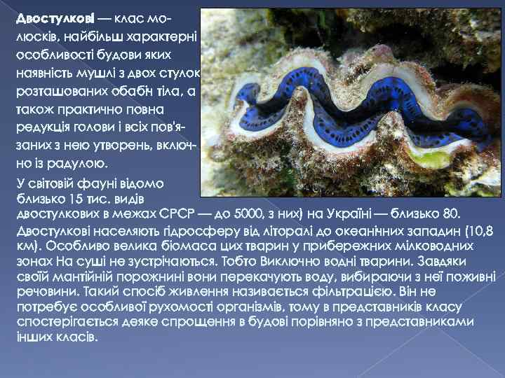 Двостулкові — клас молюсків, найбільш характерні особливості будови яких наявність мушлі з двох стулок,