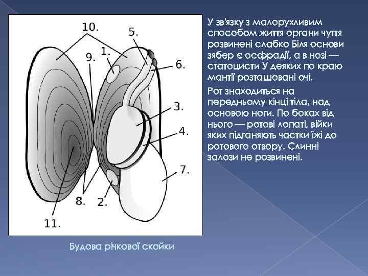 У зв'язку з малорухливим способом життя органи чуття розвинені слабко Біля основи зябер є