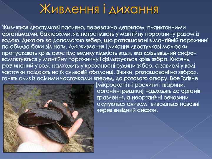Живлення і дихання Живляться двостулкові пасивно, переважно детритом, планктонними організмами, бактеріями, які потрапляють у