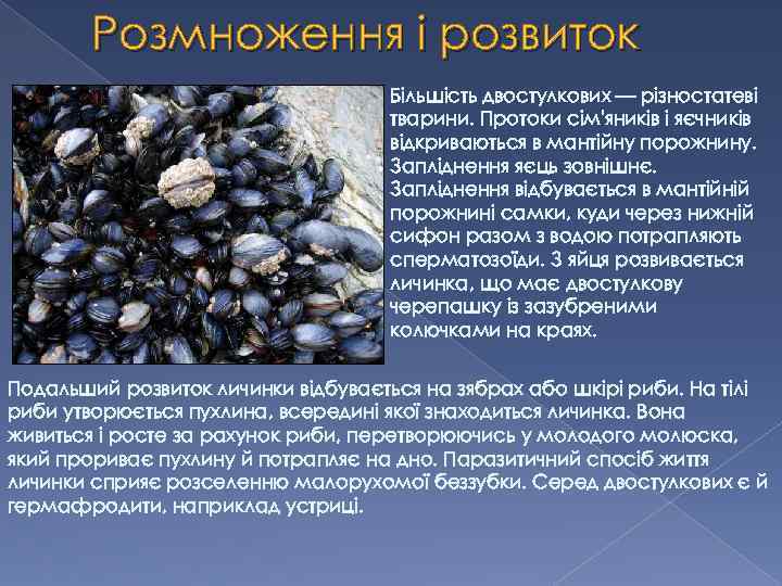Розмноження і розвиток Більшість двостулкових — різностатеві тварини. Протоки сім'яників і яєчників відкриваються в