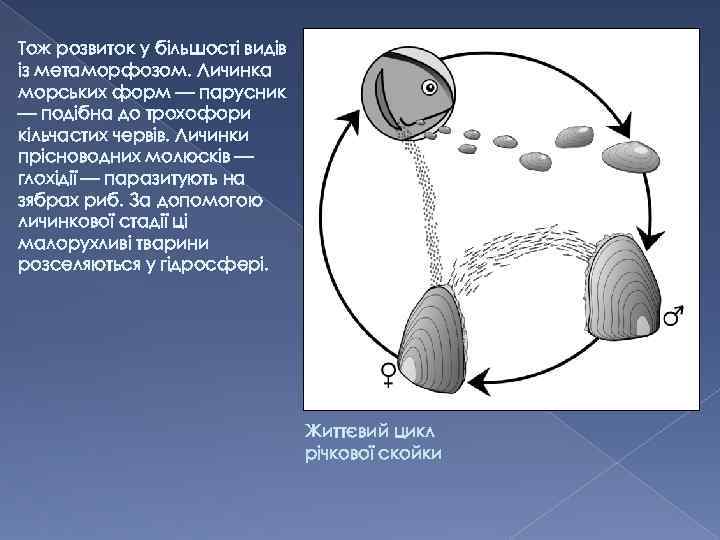 Тож розвиток у більшості видів із метаморфозом. Личинка морських форм — парусник — подібна