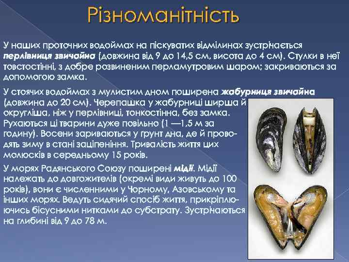 Різноманітність У наших проточних водоймах на піскуватих відмілинах зустрічається перлівниця звичайна (довжина від 9