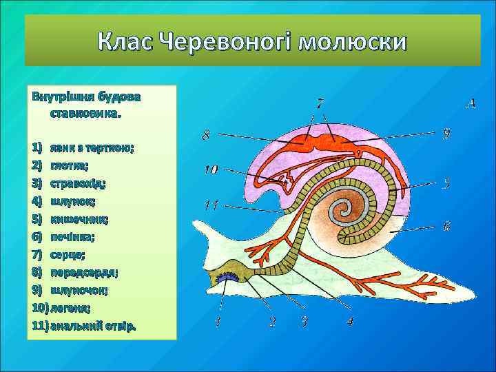 Клас Черевоногі молюски Внутрішня будова ставковика. 1) язик з терткою; 2) глотка; 3) стравохід;