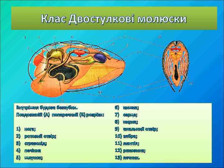 Клас Двостулкові молюски Внутрішня будова беззубки. Поздовжній (А) поперечний (Б) розрізи: 1) 2) 3)