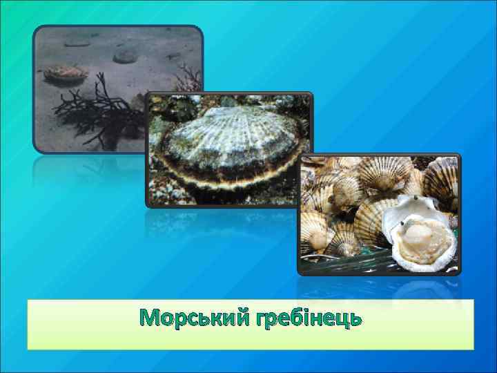 Морський гребінець 