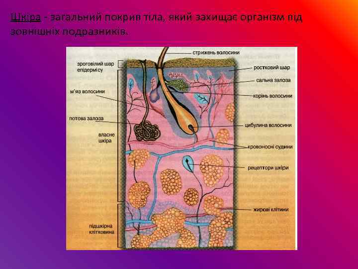 Шкіра - загальний покрив тіла, який захищає організм від зовнішніх подразників. 