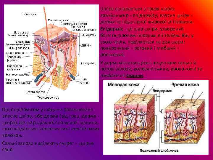 Шкіра складається з трьох шарів: зовнішнього - епідермісу, власне шкіри - дерми та підшкірної