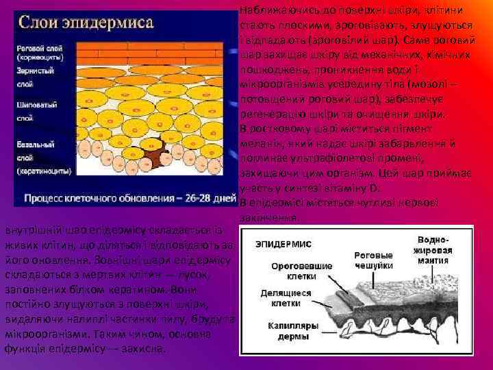 внутрішній шар епідермісу складається із живих клітин, що діляться і відповідають за його оновлення.