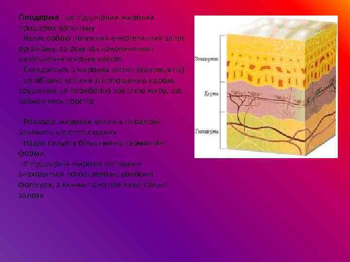 Гіподерма - це підшкірний жировий прошарок організму -Являє собою потужний енергетичний запас організму, за