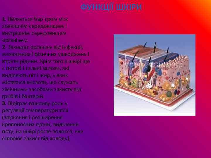 ФУНКЦІЇ ШКІРИ 1. Являється бар’єром між зовнішнім середовищем і внутрішнім середовищем організму. 2. Захищає