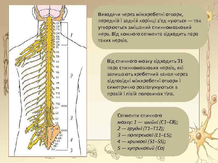 Виходячи через міжхребетні отвори, передній і задній корінці з’єд нуються — так утворюється змішаний