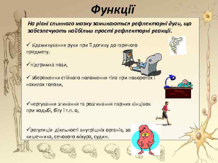 Функції На рівні спинного мозку замикаються рефлекторні дуги, що забезпечують найбільш прості рефлекторні реакції.