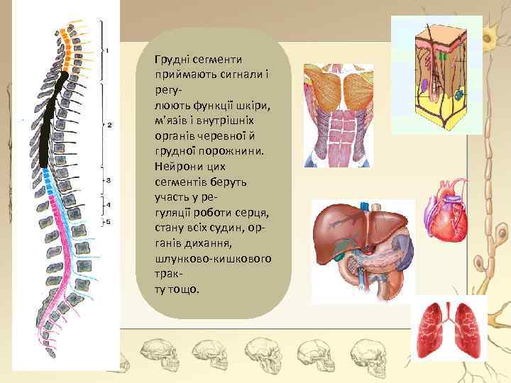 Грудні сегменти приймають сигнали і регулюють функції шкіри, м’язів і внутрішніх органів черевної й