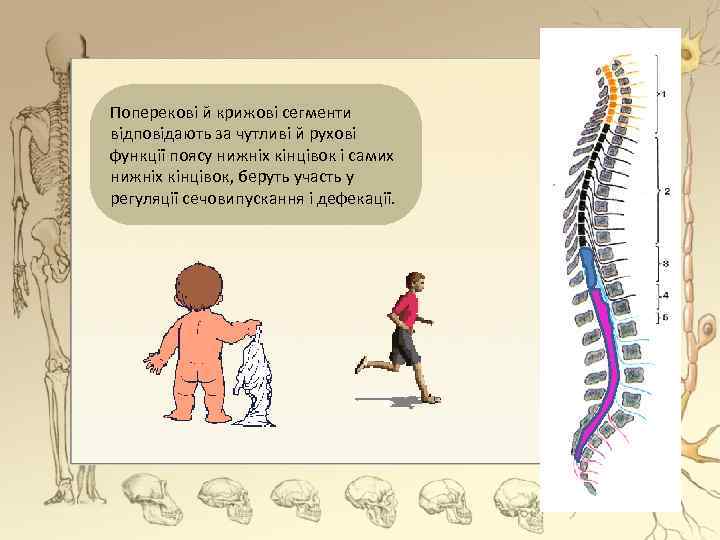 Поперекові й крижові сегменти відповідають за чутливі й рухові функції поясу нижніх кінцівок і