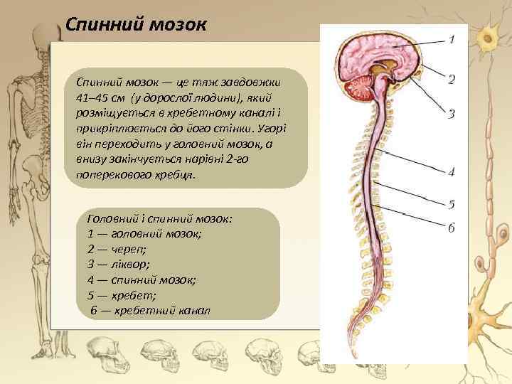 Спинний мозок — це тяж завдовжки 41– 45 см (у дорослої людини), який розміщується