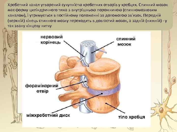 Хребетний канал утворений сукупністю хребетних отворів у хребцях. Спинний мозок має форму циліндричного тяжа