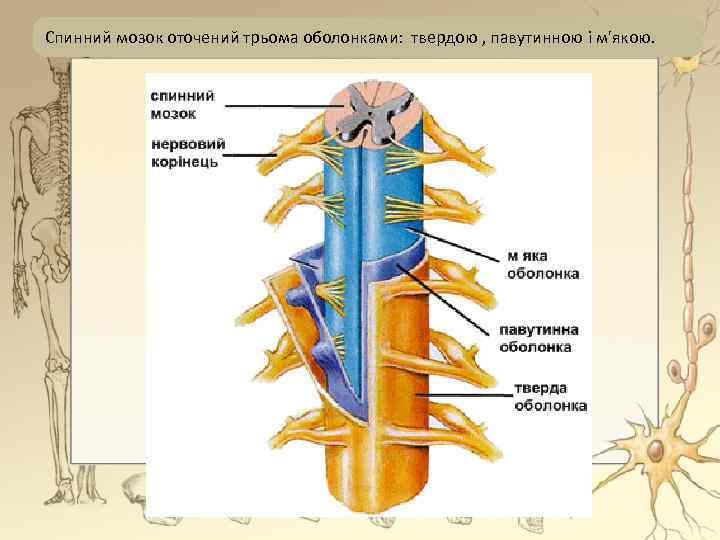 Спинний мозок оточений трьома оболонками: твердою , павутинною і м'якою. 