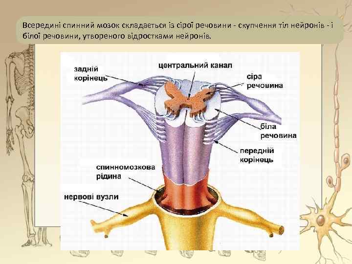 Всередині спинний мозок складається із сірої речовини - скупчення тіл нейронів - і білої