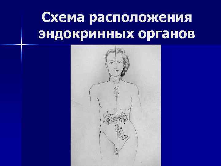 Схема расположения эндокринных органов 