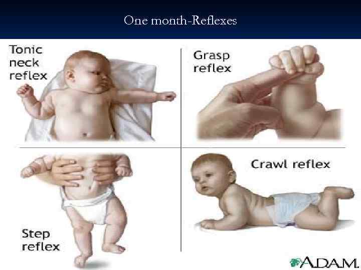 One month-Reflexes 