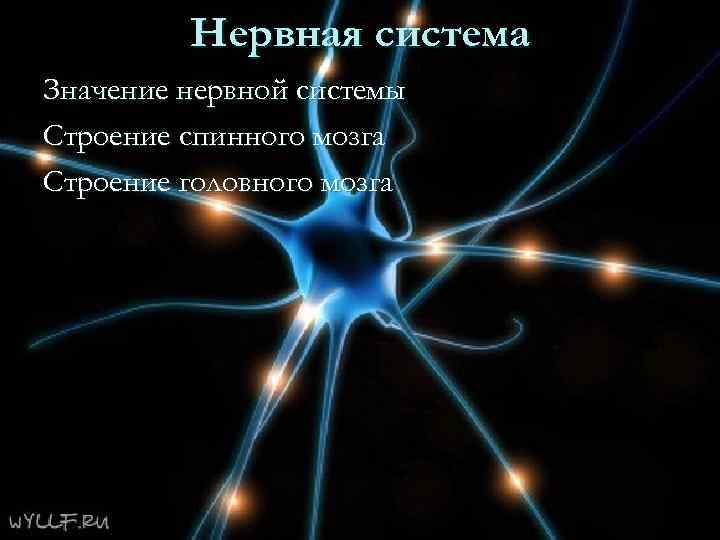 Нервная система Значение нервной системы Строение спинного мозга Строение головного мозга 