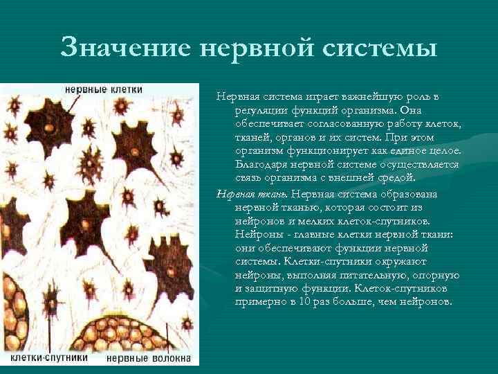 Значение нс. Согласованная работа организма. Ткань выполняющая опорную функцию. Согласованная работа органов.