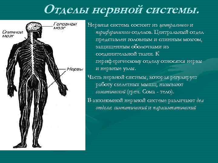 Центральная и периферическая нервная система