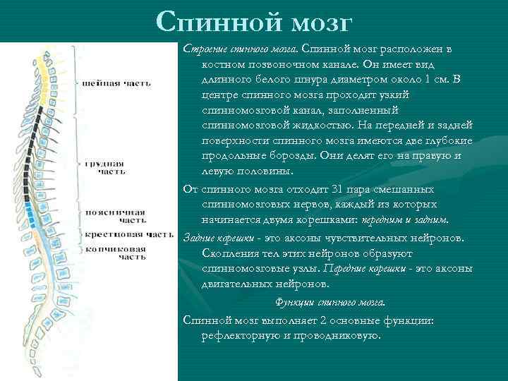 Спинной мозг Строение спинного мозга. Спинной мозг расположен в костном позвоночном канале. Он имеет