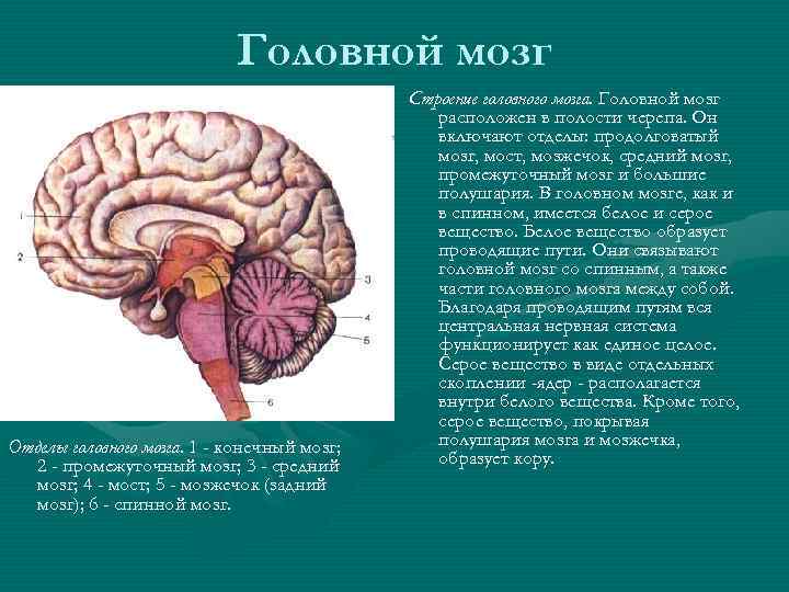 Обмен веществ промежуточный мозг