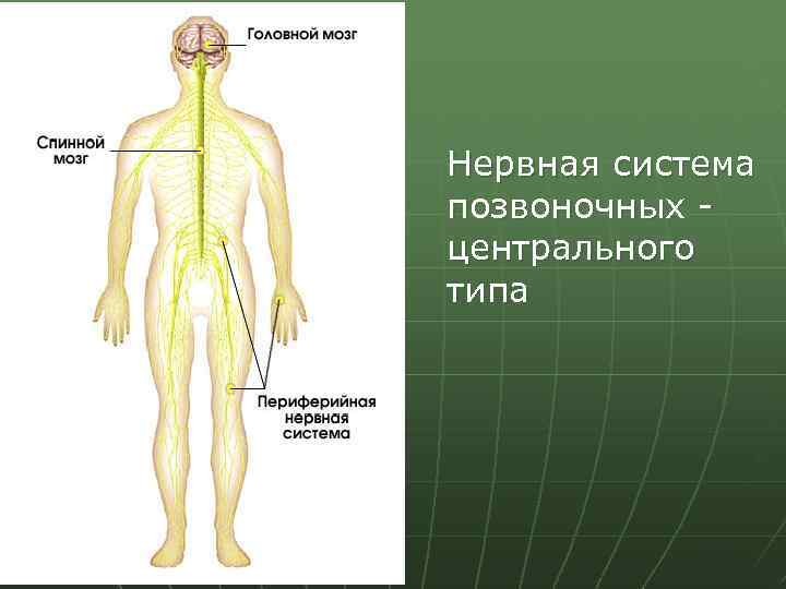 Нервная система позвоночных центрального типа 