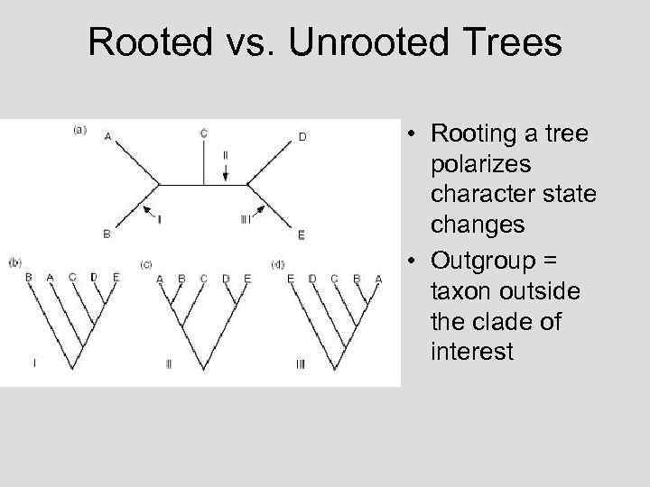 Rooted vs. Unrooted Trees • Rooting a tree polarizes character state changes • Outgroup