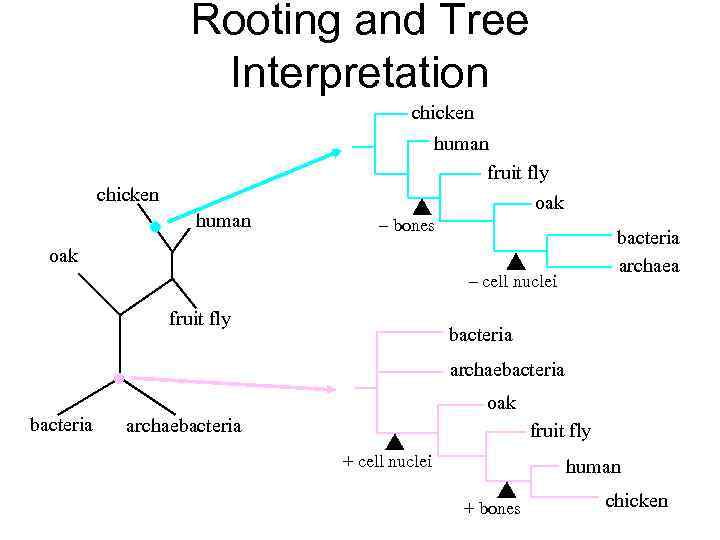 Rooting and Tree Interpretation chicken human fruit fly oak chicken human – bones bacteria