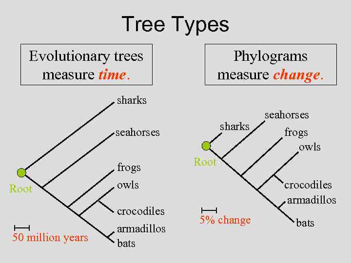 Tree Types Evolutionary trees measure time. Phylograms measure change. sharks seahorses frogs Root 50