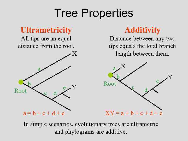 Tree Properties Ultrametricity Additivity All tips are an equal distance from the root. X