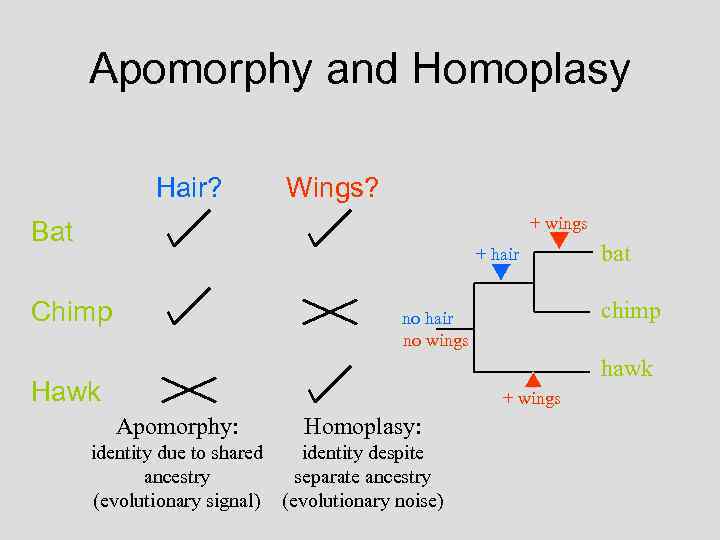 Apomorphy and Homoplasy Hair? Wings? + wings Bat + hair Chimp bat chimp no