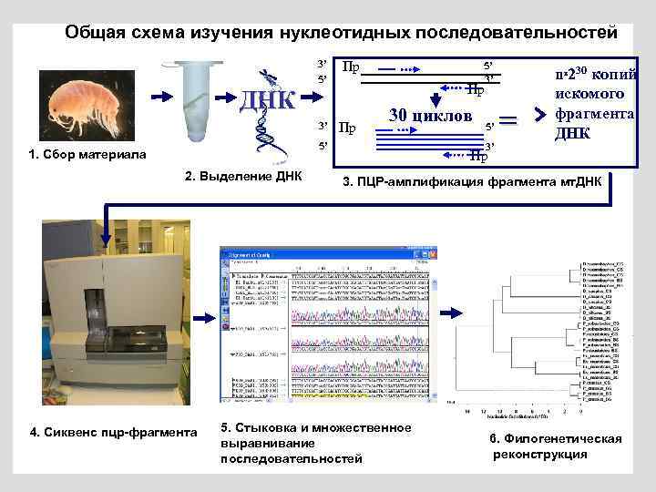 Общая схема изучения нуклеотидных последовательностей 3’ 5’ Пр Пр ДНК 3’ 5’ 3’ Пр