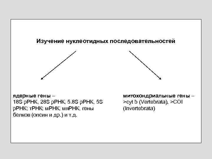 Изучение нуклеотидных последовательностей ядерные гены – 18 S р. РНК, 28 S р. РНК,