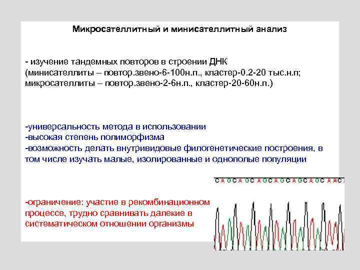 Микросателлитный и минисателлитный анализ - изучение тандемных повторов в строении ДНК (минисателлиты – повтор.